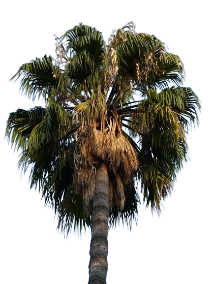 date_tree-removebg-preview