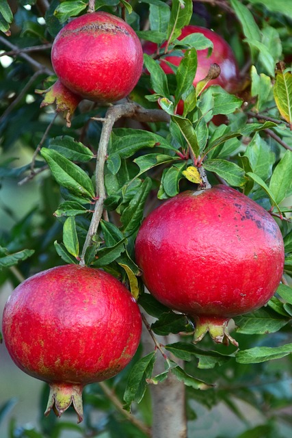 pomegranate on tree